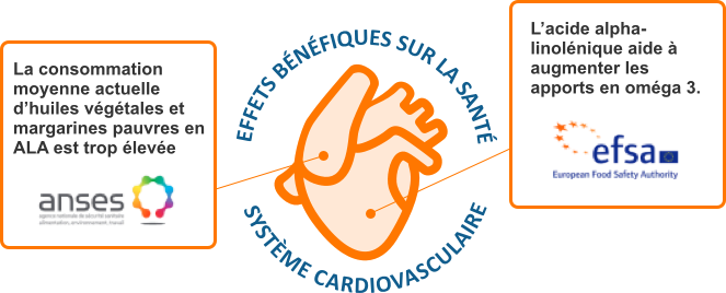 Effets bénefiques sur la santé Effets bénefiques sur la santé